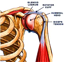 Sports Medicine - Shoulder Injuries | FishDuck